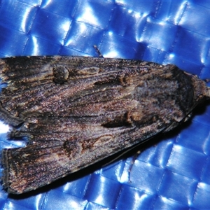Agrotis munda at Bolivia, NSW - suppressed