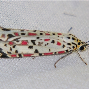 Utetheisa pulchelloides at Bolivia, NSW - suppressed