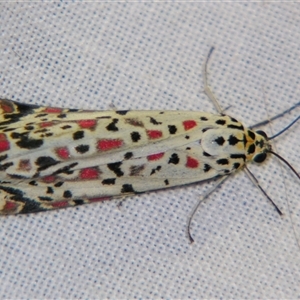 Utetheisa pulchelloides at Bolivia, NSW - suppressed