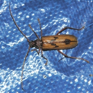 Phoracantha acanthocera at Bolivia, NSW - suppressed