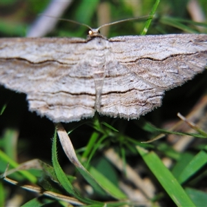 Euphronarcha luxaria at Bolivia, NSW - suppressed