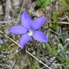Unverified Other Wildflower or Herb by PJH123