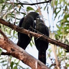 Calyptorhynchus lathami lathami at suppressed - suppressed