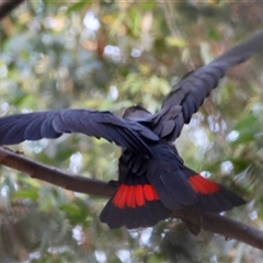 Calyptorhynchus lathami lathami at suppressed - suppressed