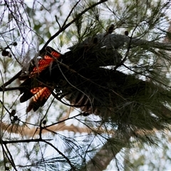 Calyptorhynchus lathami lathami at Moruya, NSW - suppressed