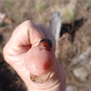 Dicranosterna immaculata at Ballyroe, NSW - suppressed