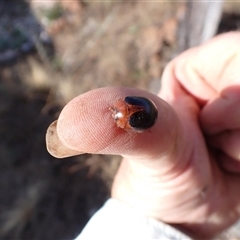 Dicranosterna immaculata at Ballyroe, NSW - suppressed