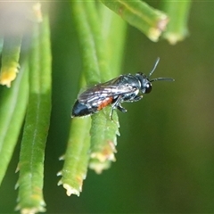 Hylaeus sp. (genus) (A masked bee) at Hall, ACT - 4 Apr 2025 by Anna123