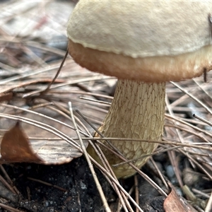 Austroboletus 'reticulate/lacunose stem' at Broulee, NSW - suppressed