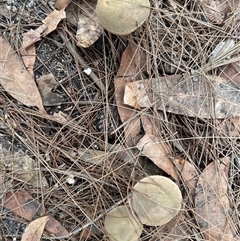 Austroboletus 'reticulate/lacunose stem' at Broulee, NSW - suppressed