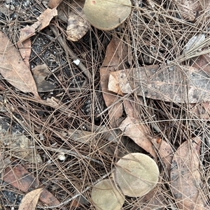 Austroboletus 'reticulate/lacunose stem' at Broulee, NSW - suppressed