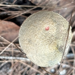 Austroboletus 'reticulate/lacunose stem' at Broulee, NSW - suppressed