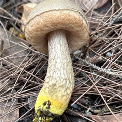 Austroboletus 'reticulate/lacunose stem' at Broulee, NSW - suppressed