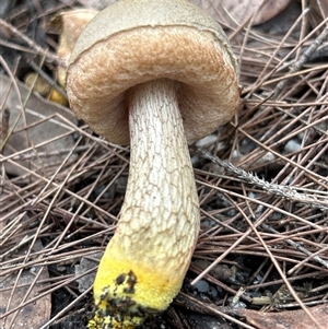 Austroboletus 'reticulate/lacunose stem' at Broulee, NSW - suppressed