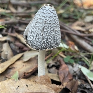 Coprinellus flocculosus at Ulladulla, NSW - 6 Apr 2025 08:12 AM