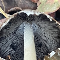 Coprinellus flocculosus at Ulladulla, NSW - 6 Apr 2025 08:12 AM