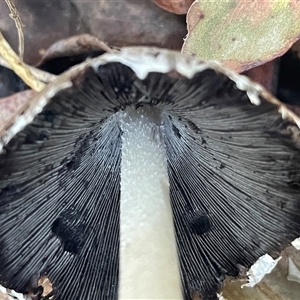 Coprinellus flocculosus at Ulladulla, NSW - 6 Apr 2025 08:12 AM