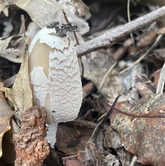 Coprinellus flocculosus at Ulladulla, NSW - 6 Apr 2025 08:12 AM
