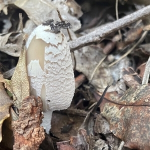 Coprinellus flocculosus at Ulladulla, NSW - 6 Apr 2025 08:12 AM
