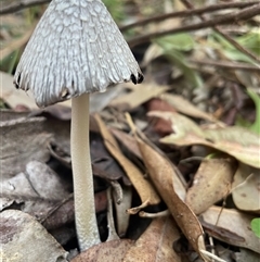 Coprinellus flocculosus at Ulladulla, NSW - 6 Apr 2025 08:12 AM