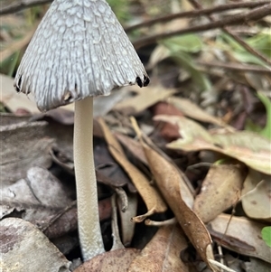 Coprinellus flocculosus at Ulladulla, NSW - 6 Apr 2025 08:12 AM