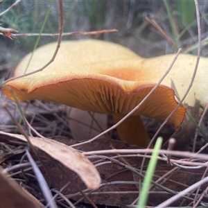 Lactarius deliciosus at Ulladulla, NSW - 5 Apr 2025 04:43 PM