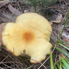 Lactarius deliciosus at Ulladulla, NSW - 5 Apr 2025 04:43 PM