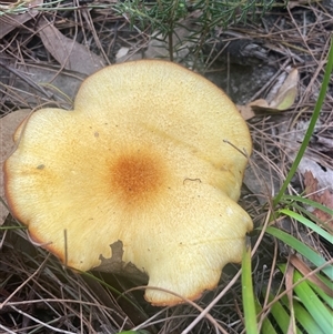 Lactarius deliciosus at Ulladulla, NSW - 5 Apr 2025 04:43 PM