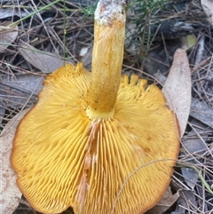 Lactarius deliciosus at Ulladulla, NSW - 5 Apr 2025 04:43 PM