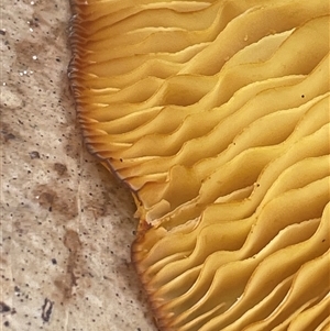 Lactarius deliciosus at Ulladulla, NSW - 5 Apr 2025 04:43 PM