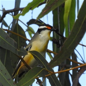 Pardalotus striatus at Katherine South, NT - 6 Apr 2025 09:26 AM