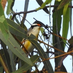 Pardalotus striatus at Katherine South, NT - 6 Apr 2025 09:26 AM
