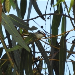 Pardalotus striatus at Katherine South, NT - 6 Apr 2025 09:26 AM