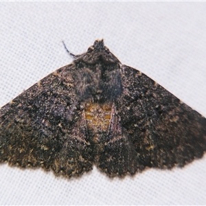 Praxis edwardsii at Bolivia, NSW - suppressed