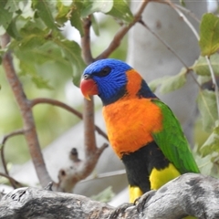 Trichoglossus rubritorquis at suppressed - suppressed