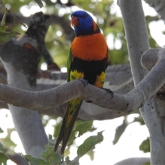 Trichoglossus rubritorquis at suppressed - suppressed