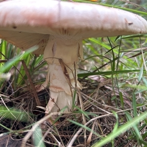Amanita sp. at Moruya Heads, NSW - suppressed