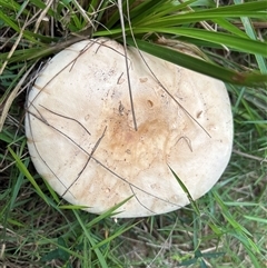 Amanita sp. at Moruya Heads, NSW - suppressed