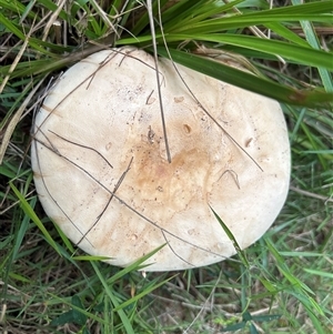 Amanita sp. at Moruya Heads, NSW - suppressed