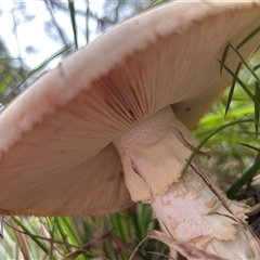 Amanita sp. at Moruya Heads, NSW - suppressed
