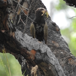 Centropus phasianinus at Katherine South, NT - 5 Apr 2025 12:26 PM