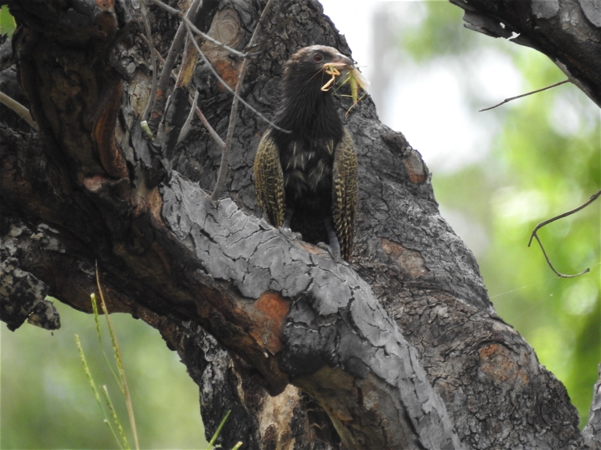 Centropus phasianinus at Katherine South, NT - 5 Apr 2025 12:26 PM