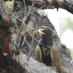 Centropus phasianinus at Katherine South, NT - 5 Apr 2025 12:26 PM