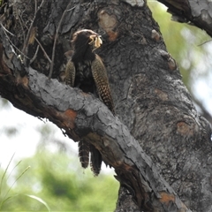 Centropus phasianinus at Katherine South, NT - 5 Apr 2025 12:26 PM