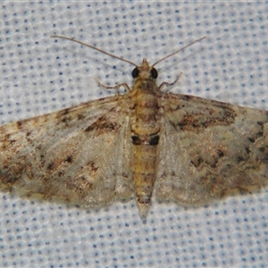 Chloroclystis approximata at Bolivia, NSW - suppressed