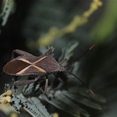 Mictis profana at Mawson, ACT - 4 Apr 2025 11:54 AM