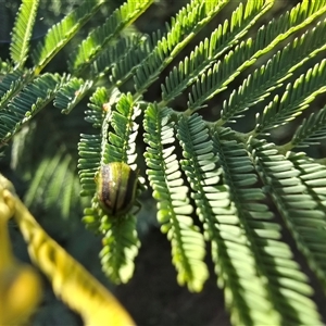 Calomela (genus) at Mawson, ACT - 4 Apr 2025 11:45 AM