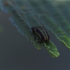 Calomela (genus) at Mawson, ACT - 4 Apr 2025 11:45 AM