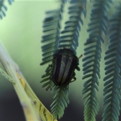 Calomela (genus) at Mawson, ACT - 4 Apr 2025 11:45 AM