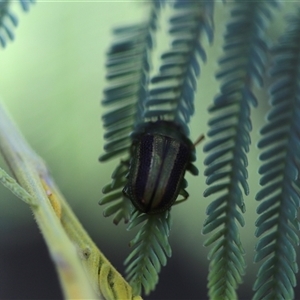 Calomela (genus) at Mawson, ACT - 4 Apr 2025 11:45 AM